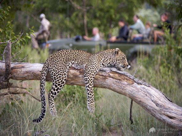 Elephant Plains Game Lodge - game drive with leopard